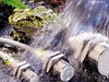 miniatura_frog 2 copia